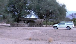 elefantes_africa4x4_africa_safari_expedicao4x4_overland4x4_namibia_joaorobertogaiotto_007