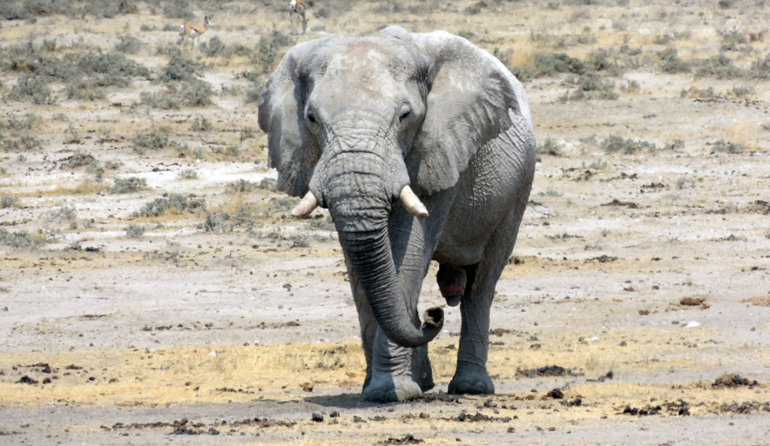 elefantes_africa4x4_africa_safari_expedicao4x4_overland4x4_namibia_joaorobertogaiotto_008