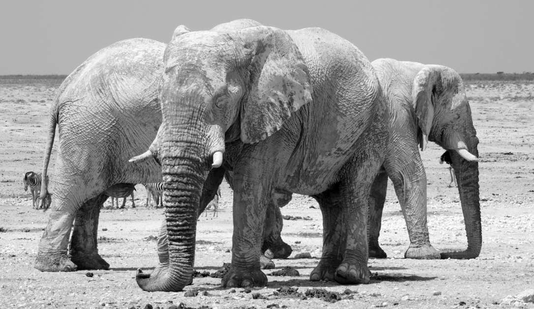 elefantes_africa4x4_africa_safari_expedicao4x4_overland4x4_namibia_joaorobertogaiotto_009